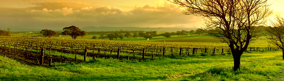 Vineyard_sunrise